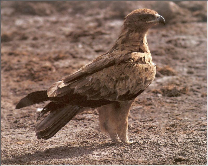 Tawny Eagle (Aquila rapax) {!--초원수리-->; DISPLAY FULL IMAGE.