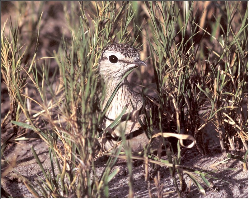 Double-banded Courser (Rhinoptilus africanus) {!--아프리카사막물떼새-->; DISPLAY FULL IMAGE.