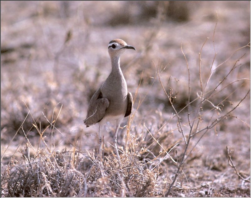 Temminck's Courser (Cursorius temminckii) {!--밤색사막물떼새-->; DISPLAY FULL IMAGE.