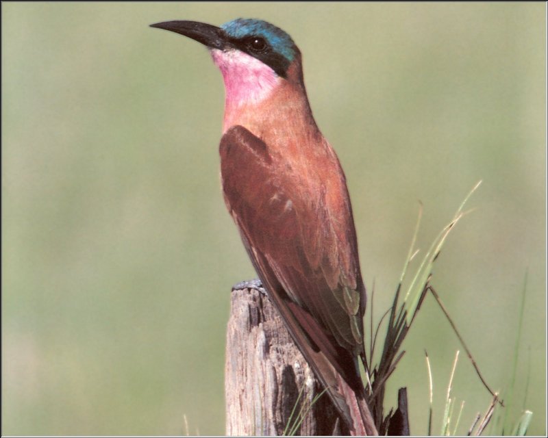 Carmine Bee-eater (Merops nubicoides) {!--붉은벌잡이새-->; DISPLAY FULL IMAGE.