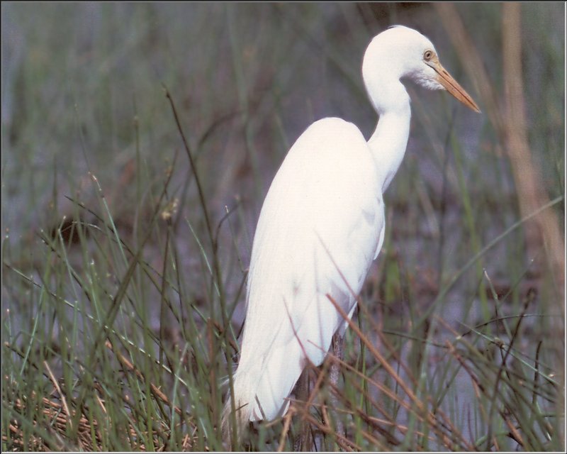 Cattle Egret (Bubulcus ibis) {!--황로(黃鷺)-->; DISPLAY FULL IMAGE.