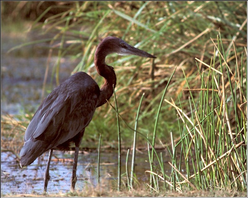 Goliath Heron (Ardea goliath) {!--도깨비왜가리-->; DISPLAY FULL IMAGE.