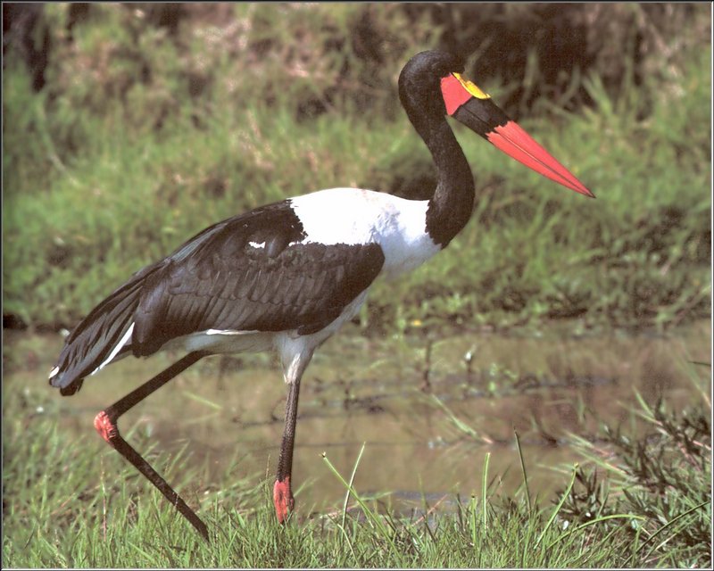 Saddle-billed Stork (Ephippiorhynchus senegalensis) {!--안장부리황새-->; DISPLAY FULL IMAGE.