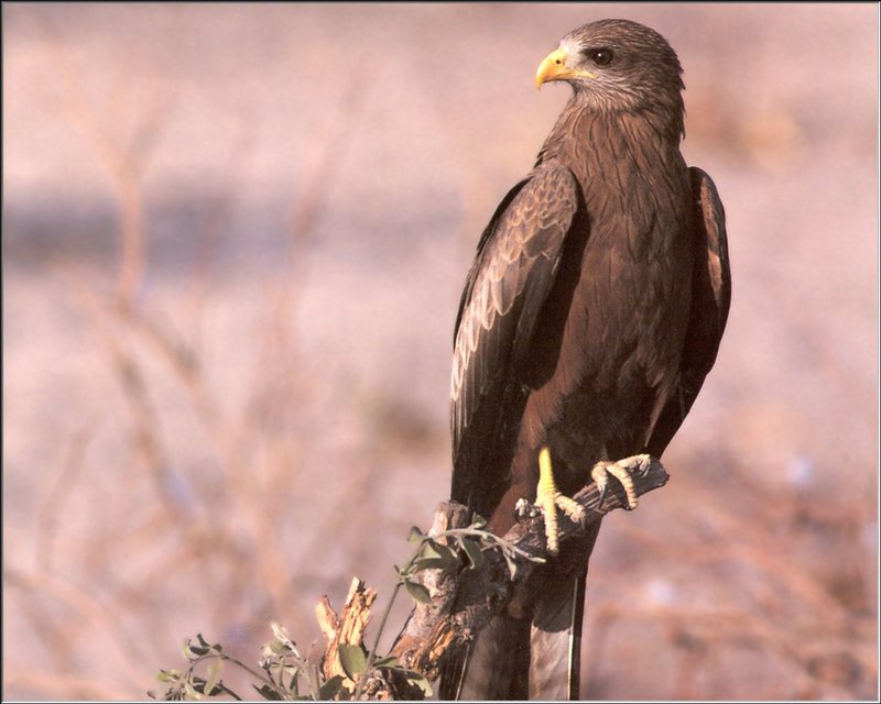 Yellow-billed Kite (Milvus aegyptius) {!--이집트솔개-->; DISPLAY FULL IMAGE.