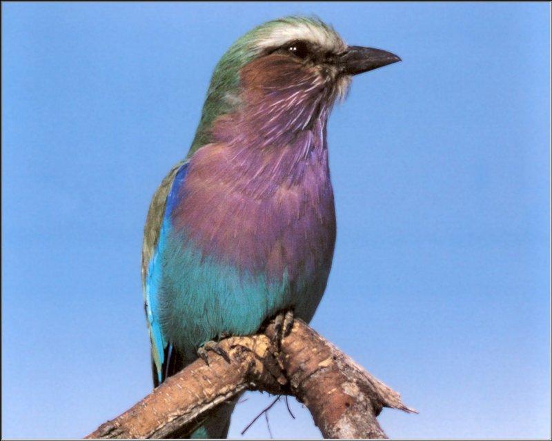 Lilac-breasted Roller (Coracias caudata) {!--분홍가슴파랑새-->; DISPLAY FULL IMAGE.