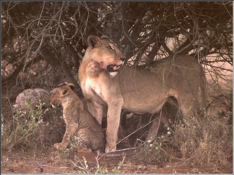African lion (Panthera leo) {!--아프리카사자-->; DISPLAY FULL IMAGE.