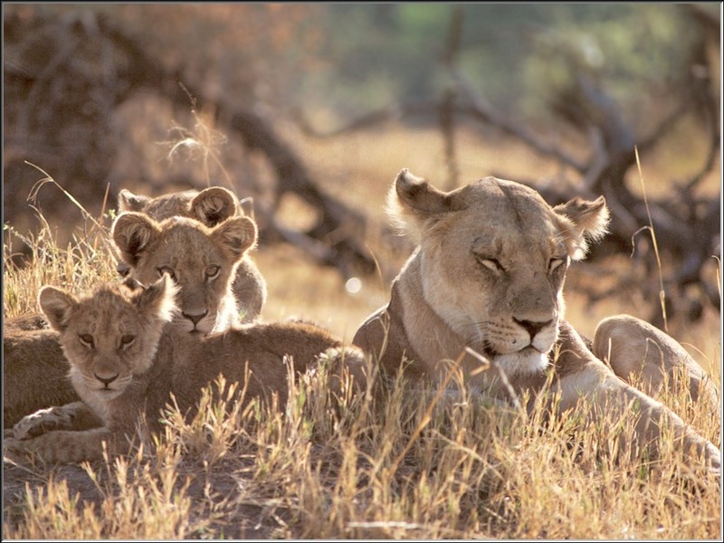 African lion (Panthera leo) {!--아프리카사자-->; DISPLAY FULL IMAGE.