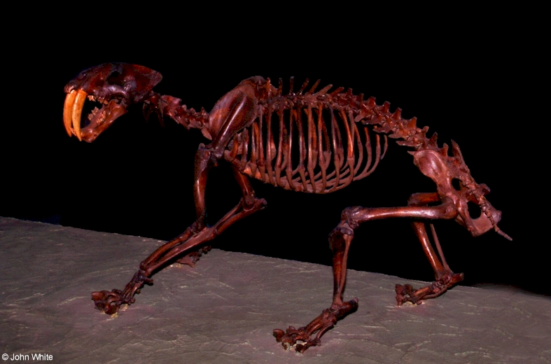 Sabertoothed Cat (Smilodon californicus)002; DISPLAY FULL IMAGE.