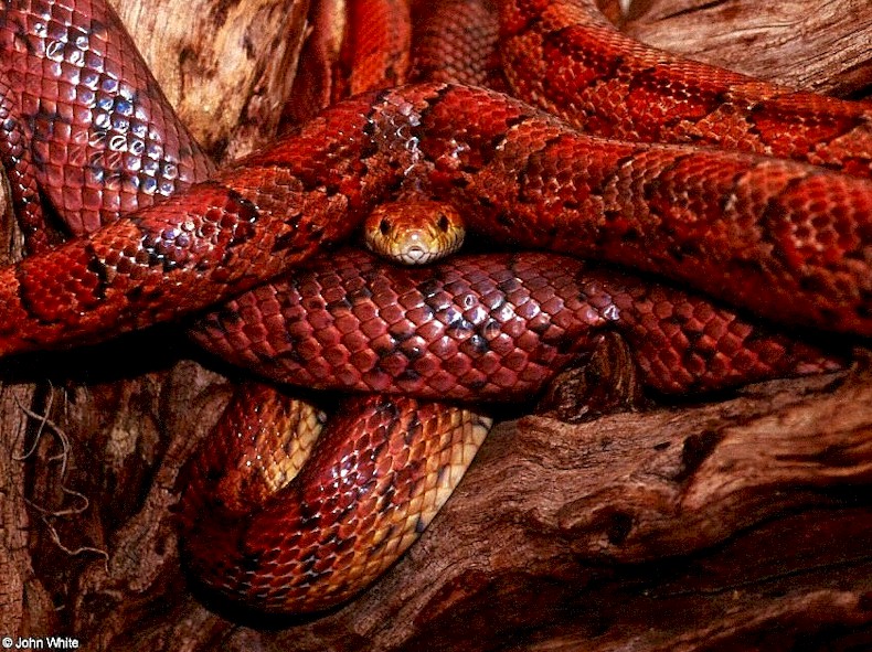 Corn Snake 001; DISPLAY FULL IMAGE.