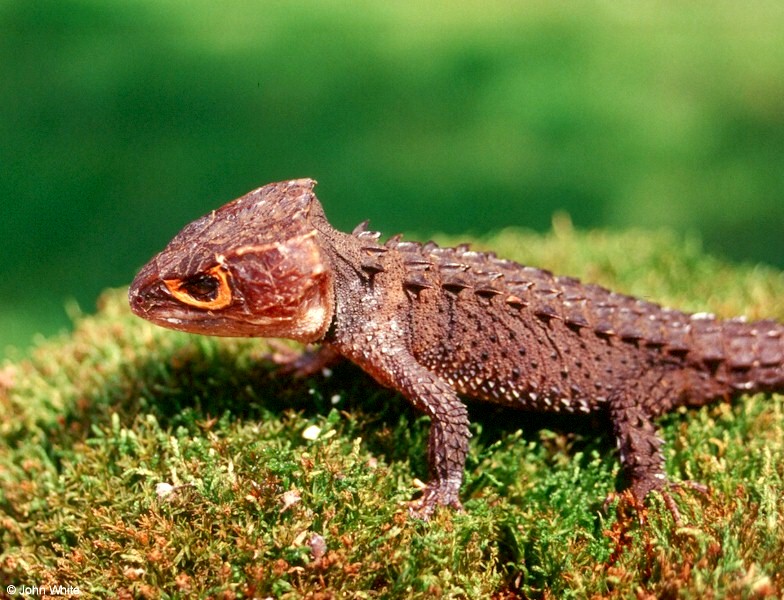 crocodile_skink 006; DISPLAY FULL IMAGE.