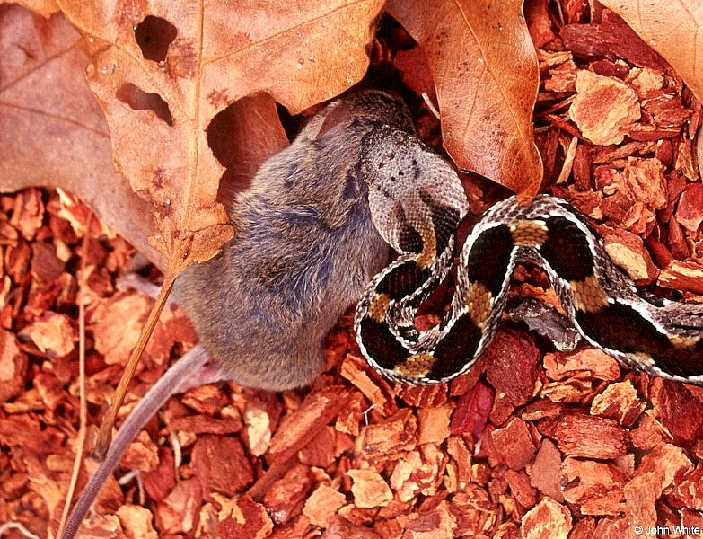 Timber Rattlesnake and  Mouse 606; DISPLAY FULL IMAGE.