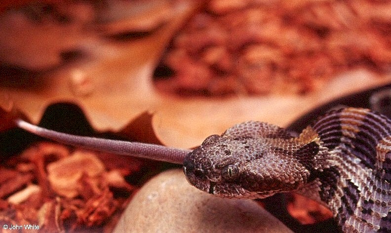 Timber Rattlesnake and  Mouse 614; DISPLAY FULL IMAGE.