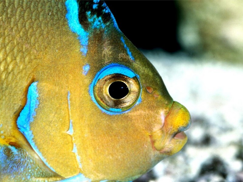 Atlantic Blue Angelfish; DISPLAY FULL IMAGE.