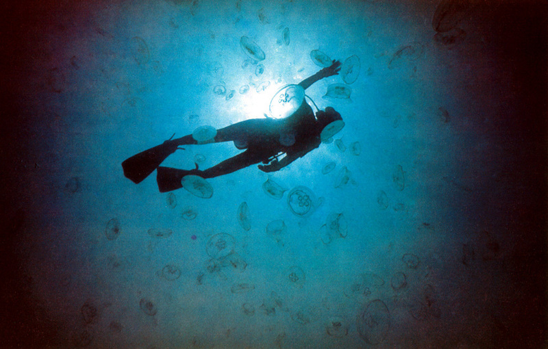 aurelia jellyfish; DISPLAY FULL IMAGE.
