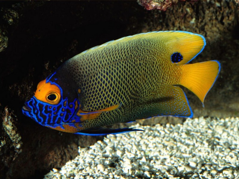 Blue-Faced Angelfish; DISPLAY FULL IMAGE.