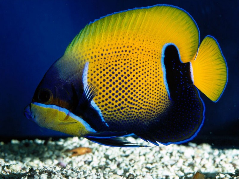 Blue-Girdled Angelfish; DISPLAY FULL IMAGE.