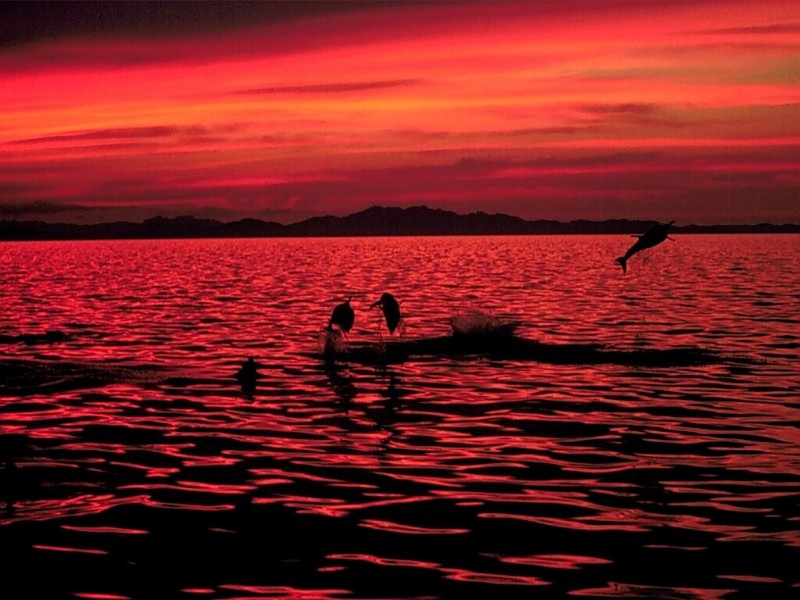 Bottlenose Dolphins, Sea of Cortez, Mexico; DISPLAY FULL IMAGE.