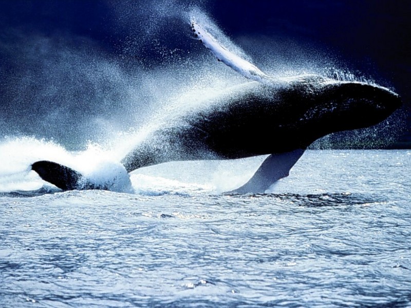 Breaching Adult Humpback, AuAu Channel, Maui; DISPLAY FULL IMAGE.