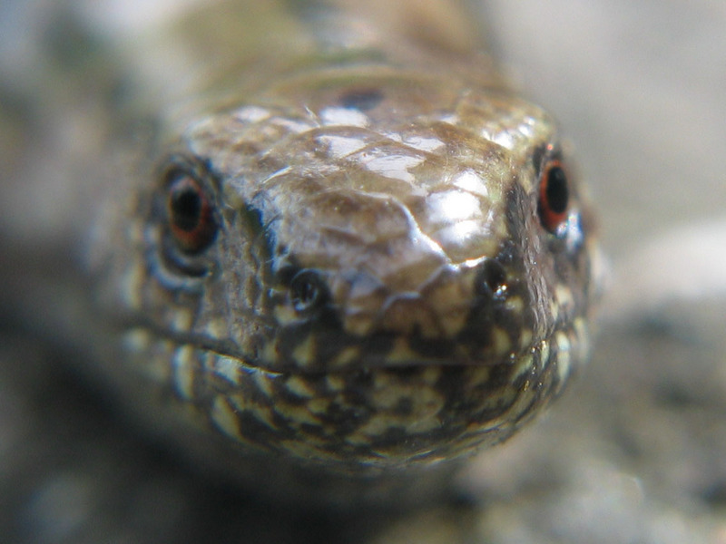 Slowworm (Anguis fragilis) {!--굼벵이무족도마뱀-->; DISPLAY FULL IMAGE.