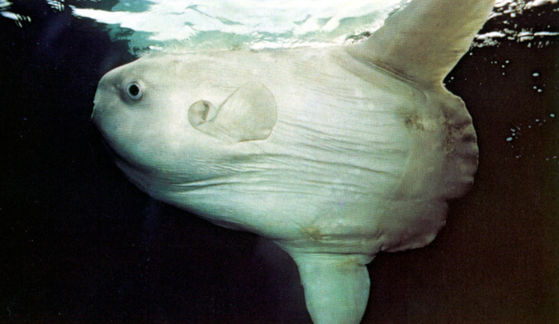 ocean sunfish, common mola (Mola mola); DISPLAY FULL IMAGE.