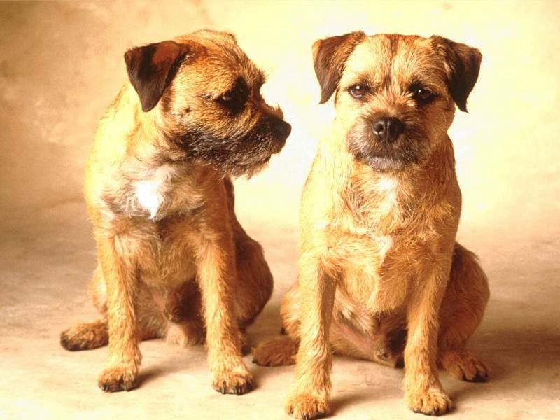 Border Terriers Conferring; DISPLAY FULL IMAGE.