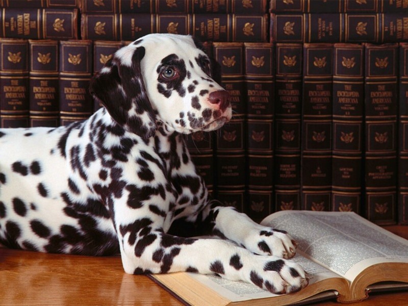 Dalmatian Deep Thoughts; DISPLAY FULL IMAGE.