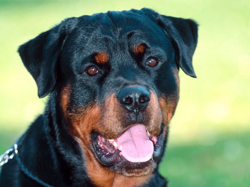 Dillon, Rottweiler; DISPLAY FULL IMAGE.