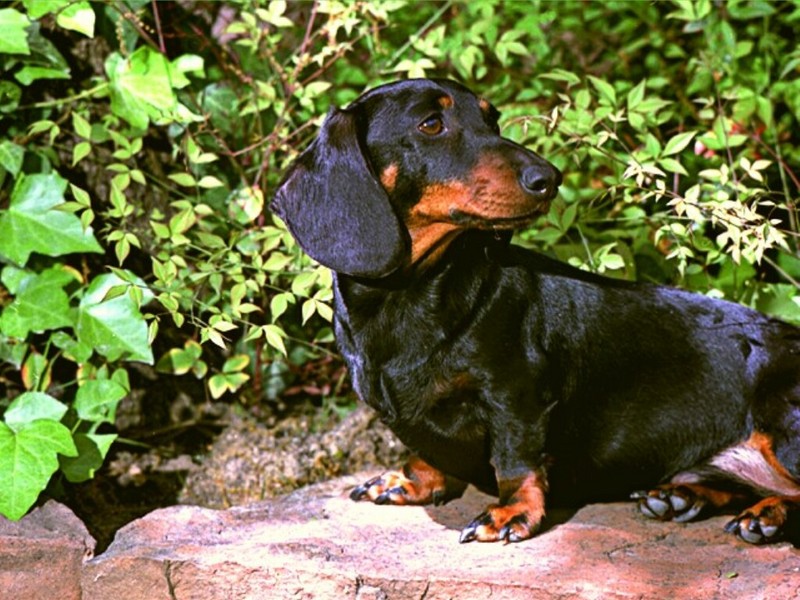 Frederick, Black and Tan Mini Dachshund; DISPLAY FULL IMAGE.