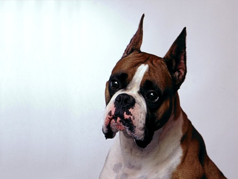 Barnabus, Boxer; DISPLAY FULL IMAGE.