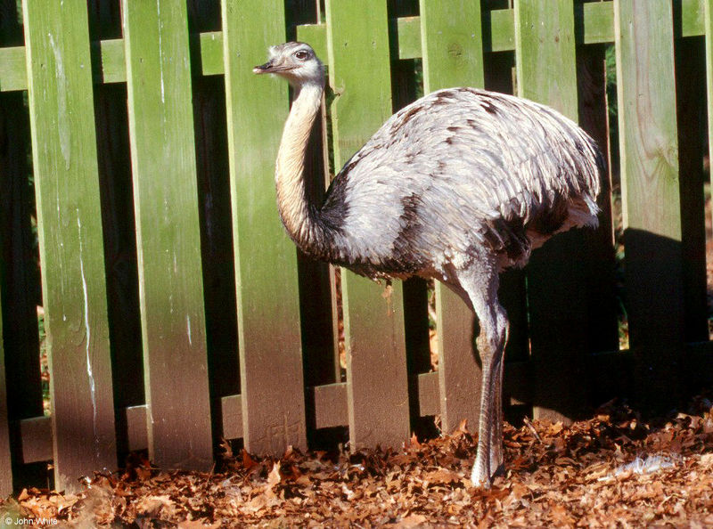 Darwin's Rhea (Pterocnemia pennata)2002003; DISPLAY FULL IMAGE.