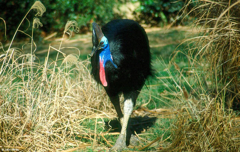 Double- waddled Cassowary 002lr; DISPLAY FULL IMAGE.