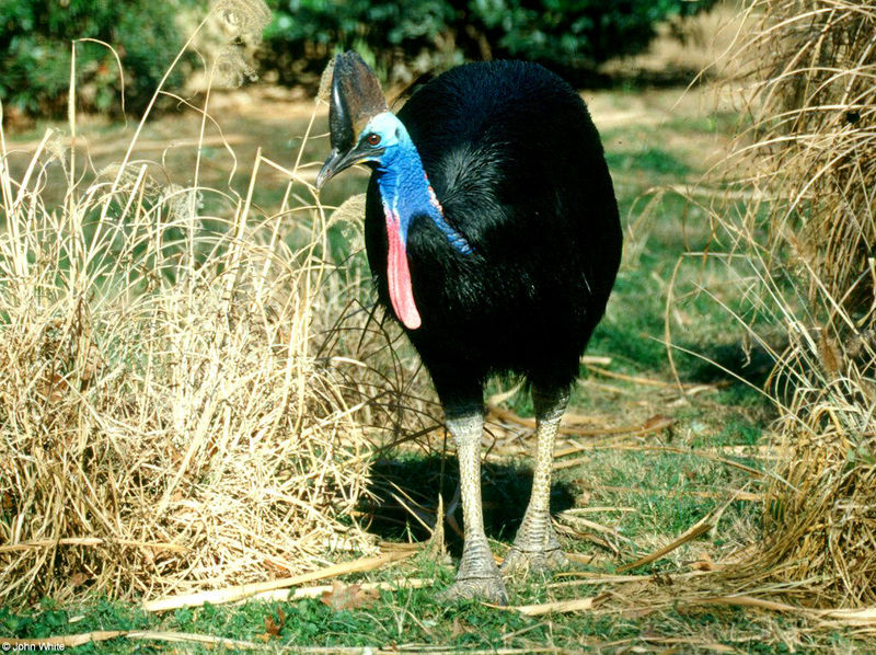 Double- waddled Cassowary 012lr; DISPLAY FULL IMAGE.