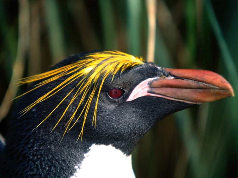 Fashionable Hairstyle, Macaroni Penguin; DISPLAY FULL IMAGE.