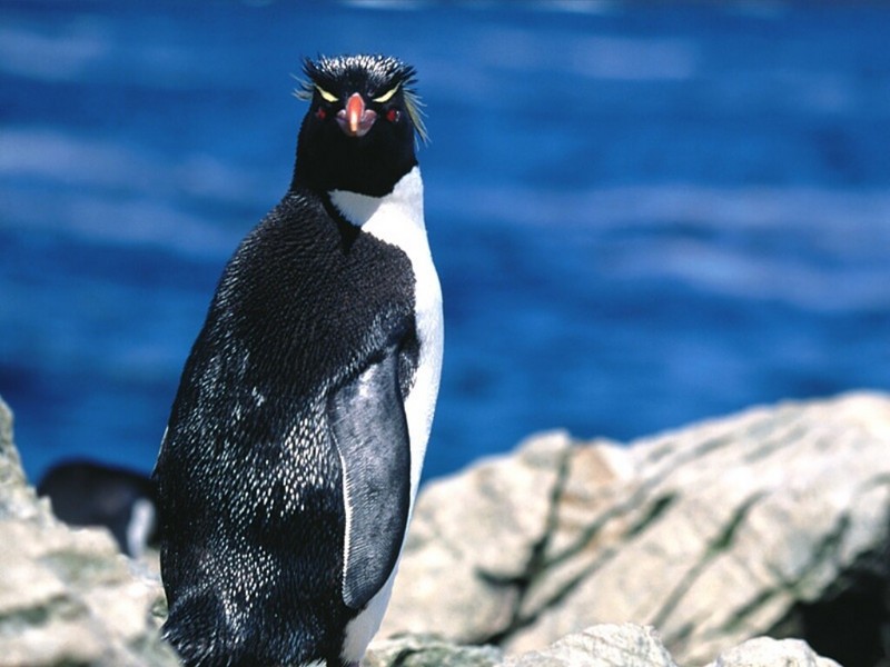 Formal Dress Only, Rockhopper Penguin; DISPLAY FULL IMAGE.