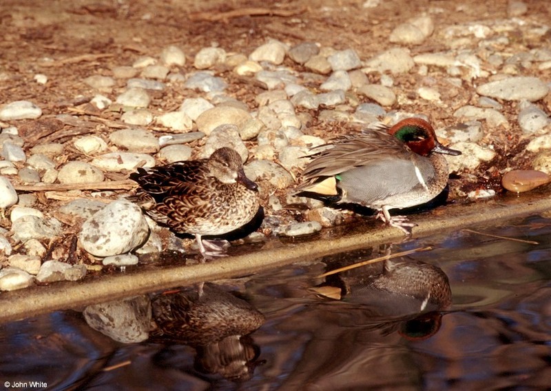 Green-winged Teal (Anas crecca); DISPLAY FULL IMAGE.