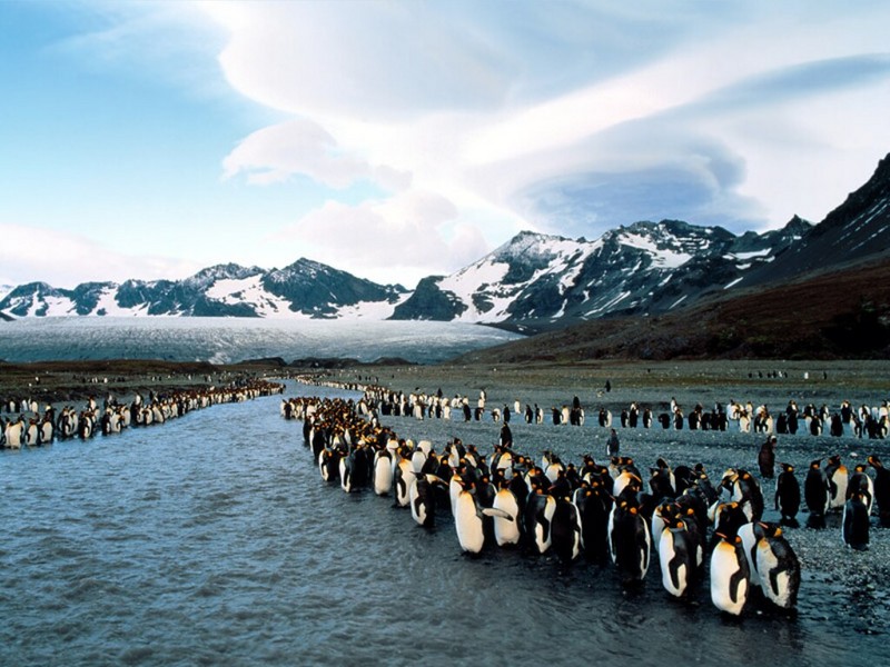 King Penguins at Bank Sunrise, St. Andrews Bay, South Georgia; DISPLAY FULL IMAGE.
