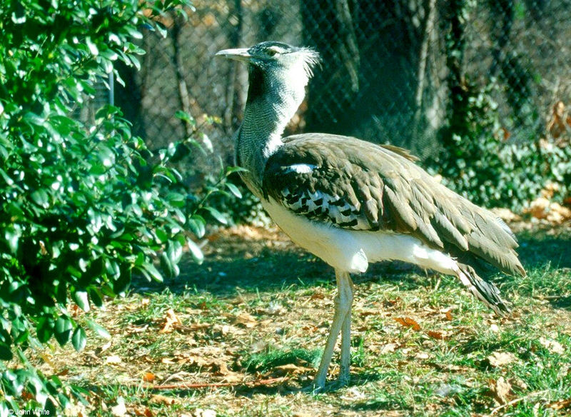 Kori Bustard (Ardeotis kori)001lr; DISPLAY FULL IMAGE.