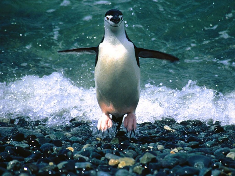 Making an Entrance, Chinstrap Penguin; DISPLAY FULL IMAGE.