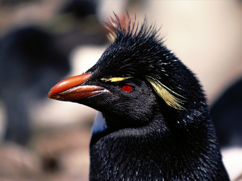 New Do, Rockhopper Penguin; DISPLAY FULL IMAGE.