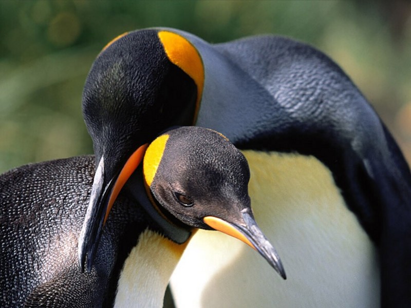 Whispering Sweet Nothings, King Penguins; DISPLAY FULL IMAGE.