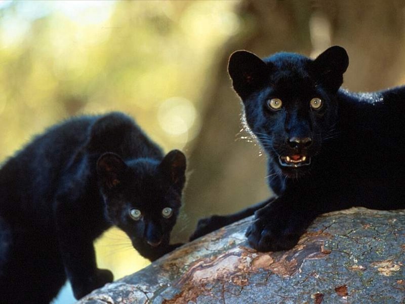 Black African Leopards; DISPLAY FULL IMAGE.