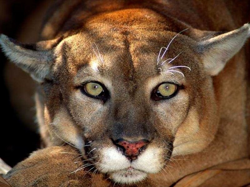Body Language, Cougar; DISPLAY FULL IMAGE.