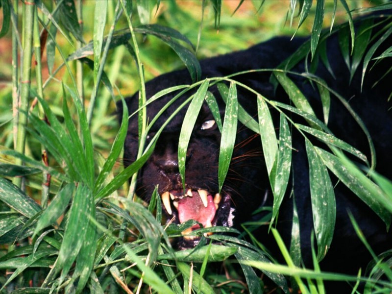 Concealed Warning, Black Leopard; DISPLAY FULL IMAGE.