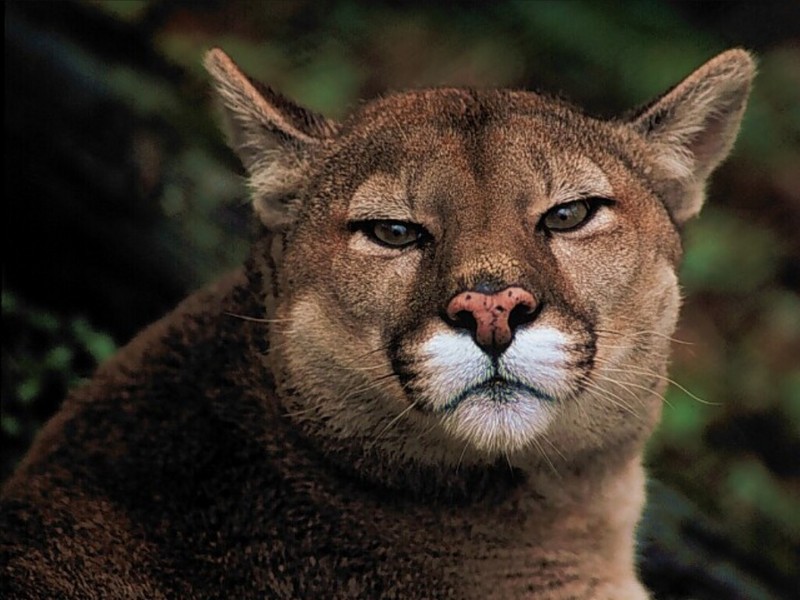 Mountain Lion, Arizona; DISPLAY FULL IMAGE.