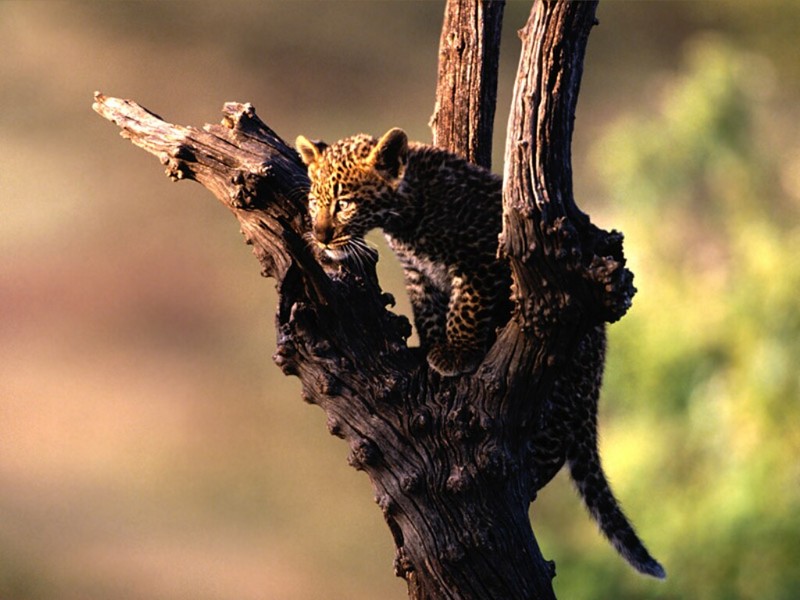 Perched, African Leopard; DISPLAY FULL IMAGE.