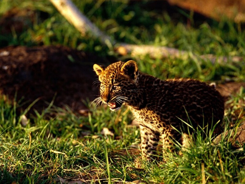 Stand Up and be Heard, African Leopard; DISPLAY FULL IMAGE.