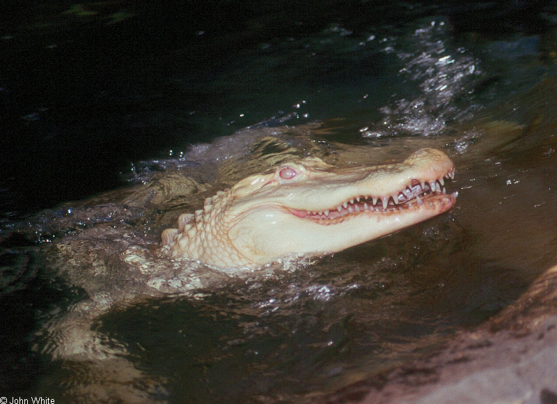 albino American alligator 9889 - gator (Alligator mississippiensis); DISPLAY FULL IMAGE.