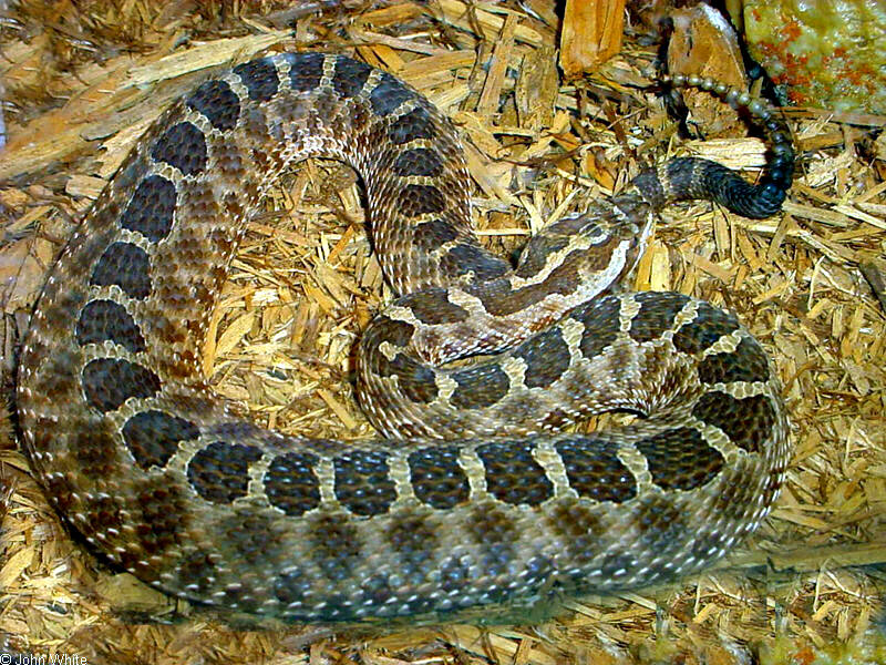Eastern Massasauga (Sistrurus catenatus catenatus); DISPLAY FULL IMAGE.