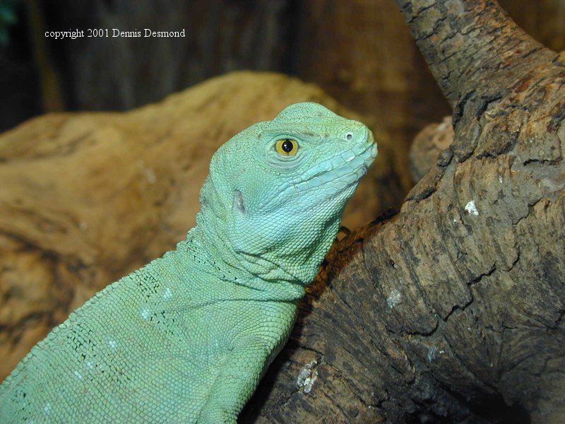 Green Basilisk (Basiliscus plumifrons) {!--바실리스크이구아나-->; DISPLAY FULL IMAGE.