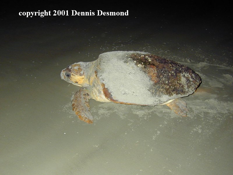 Loggerhead Sea Turtle (Caretta caretta) {!--붉은바다거북-->; DISPLAY FULL IMAGE.